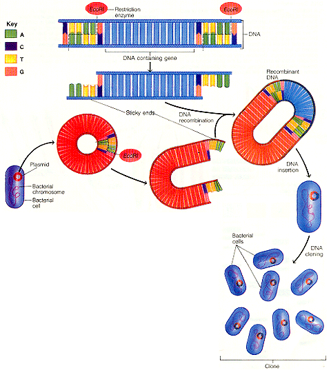 http://www.trentacademy.com/trentschools/10-21sci4.gif